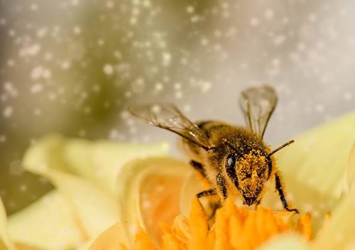 Bienenfreundliche Stadt Gotha © Pixabay