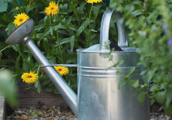 Es werden Baum-Gießpaten gesucht. Eine Gießkanne steht vor gelben Blumen.