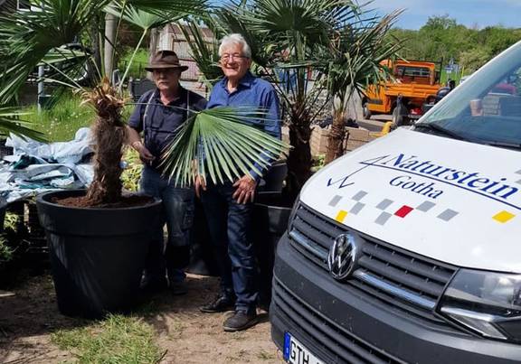 Die Palmen haben Dank der tatkräftigen Unterstützung durch die Firma Blumen Heyn und des Steinmetzbetriebes des Bestattungsinstituts Gotha GmbH neue Übertöpfe erhalten. 2 Männer stehen neben großen Palmen.